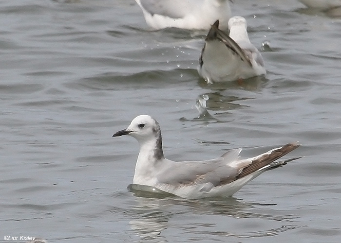     Sabine's Gull  Xema sabini                                    ,2009 .: 